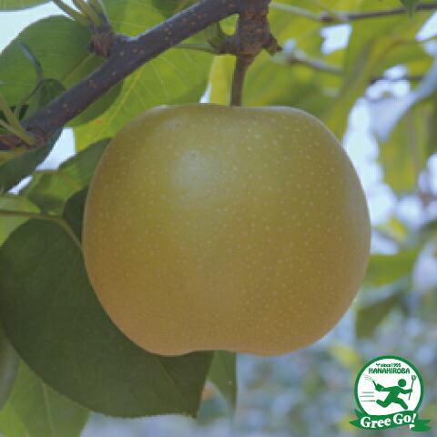 ■優良2年生大苗■ 梨 苗木 【凛夏 （りんか）】 2年生大苗 接ぎ木