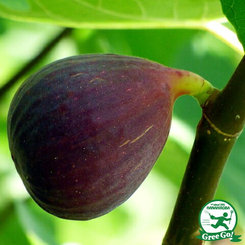 イチジク 苗 【サマーレッド】 3年生 挿し木 大苗