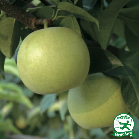 ■優良2年生大苗■ 梨 苗木 【なつしずく】 2年生大苗 接ぎ木