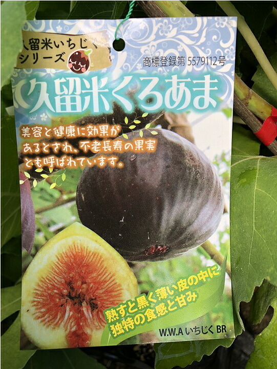 ■優良2年生大苗■ イチジク 苗 【久留米 くろあま】 2年生 挿し木 ポット苗