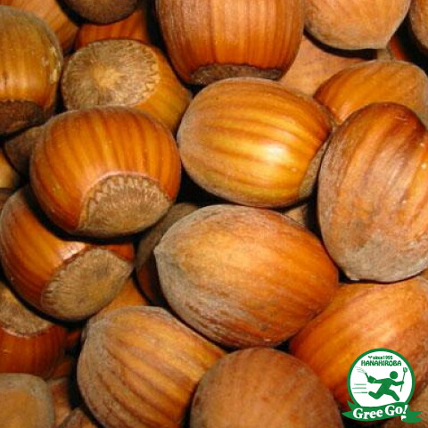 ■優良2年生大苗■ ヘーゼルナッツ 苗 【ジェファーソン】 2年生大苗