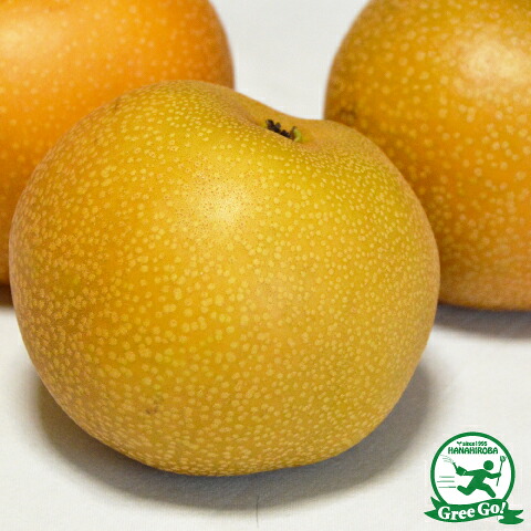 ■優良2年生大苗■ 梨 苗木 【南水 （なんすい）】 2年生大苗 接ぎ木