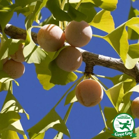 ■優良2年生大苗■ ぎんなん 苗 【喜平（きへい）】 2年生大苗 接ぎ木