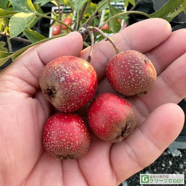 サンザシ 苗 【食用サンザシ 北京 （ぺきん）】 2年生苗