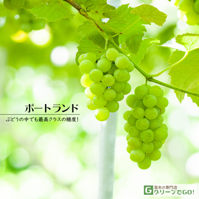 楽天市場】ぶどうの鉢植えの通販