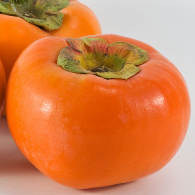 ■優良2年生大苗■ 柿 苗木 【完全甘柿 陽豊（ようほう）】 2年生大苗 接ぎ木