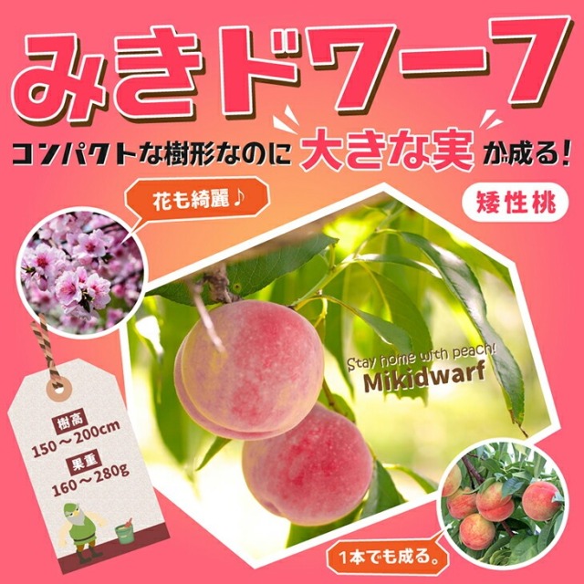 ラスト1ポット！実付き！！矮性品種 桃の苗木 みきドワーフ5号ポット 桃 苗木 【矮性桃 みきドワーフ ［登録品種］】 ポット苗