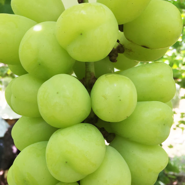 ぶどう 苗木 【雄宝（ゆうほう） ［登録品種］】 3年生 ウイルスフリー