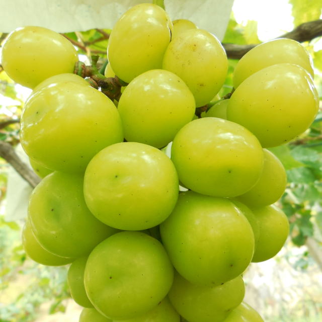 tn01-390-02.jpg?t=20210908135159