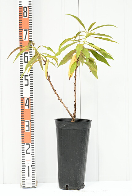 □優良2年生大苗□ 桃 苗木 【矮性桃 ボンファイヤー】 2年生大苗 接ぎ木