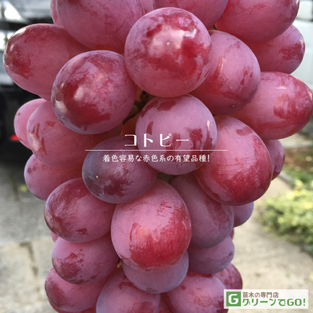 ぶどう 苗木 【天晴（あっぱれ） ［登録品種］】 3年生 ウイルスフリー