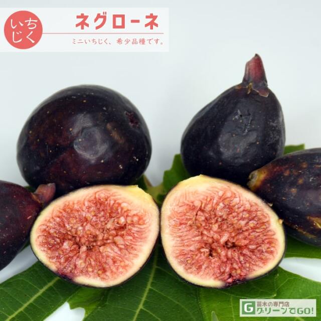 ■優良2年生大苗■ イチジク 苗 【ネグローネ】 2年生大苗 挿し木