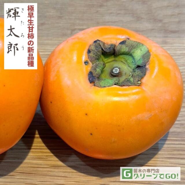 柿（かき） 苗木の専門店 【グリーンでGO！】