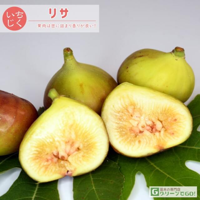 イチジク　YLN BP DN CB 苗　挿し木　苗木 イチジク YLN BP DN CB 苗 挿し木 苗木 イチジクYLN BP DN CB 苗