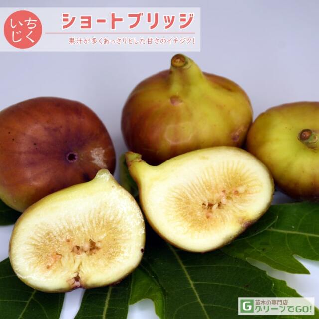 イチジク 苗木の専門店 【グリーンでGO！】