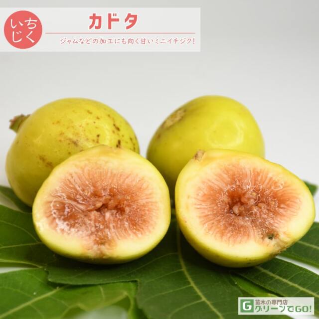 ■優良2年生大苗■ イチジク 苗 【カドタ】 2年生 挿し木 ポット苗