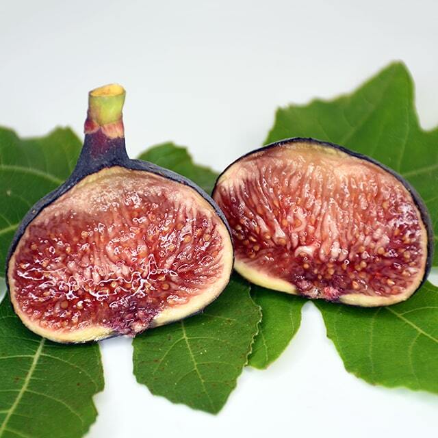 イチジク 苗 【サルタン】 1年生 挿し木苗