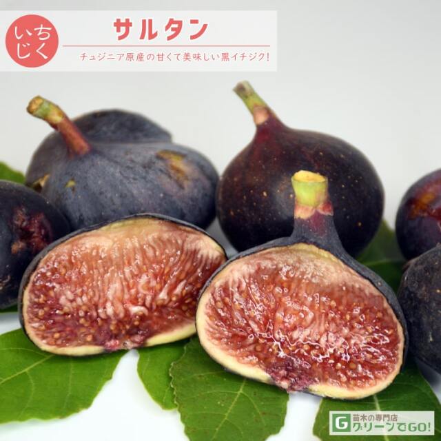 イチジク 苗 【サルタン】 1年生 挿し木苗