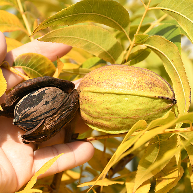 クルミ・ナッツ 苗木の専門店 【グリーンでGO！】