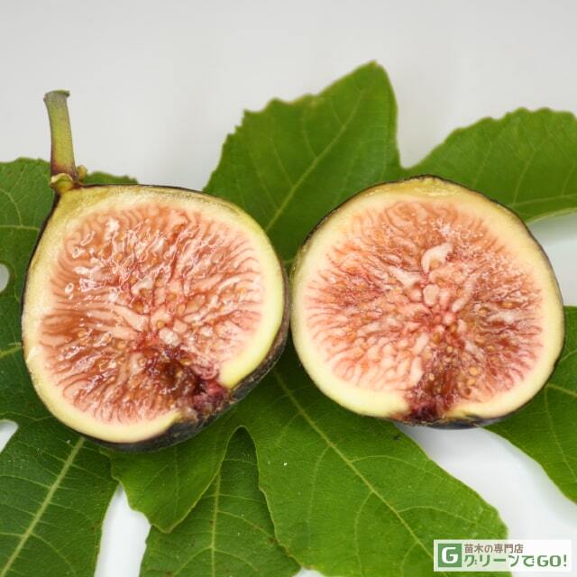 イチジク　苗木 イチジク 穂木 62品種 124〜186苗分