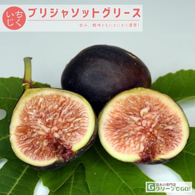 イチジク 苗 【ブリジャソットグリース】 1年生 挿し木 ポット苗