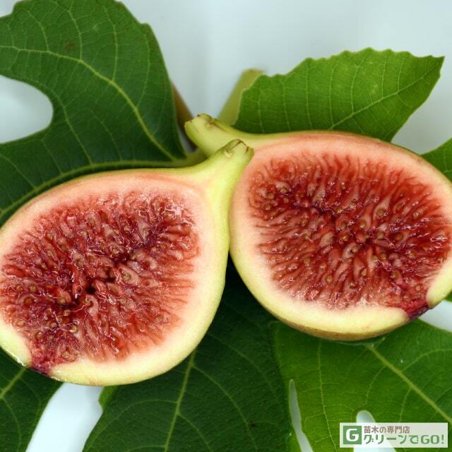 tn01-441-04.jpg?t=20250924141430