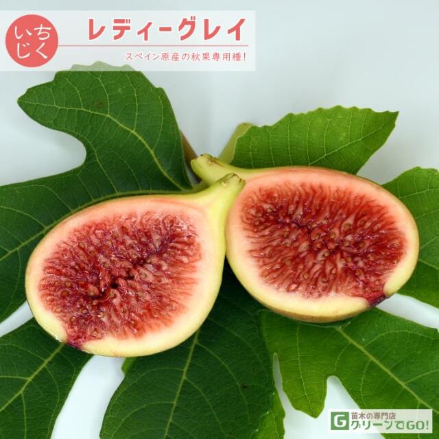 イチジク 苗 【レディーグレイ】 ポット苗