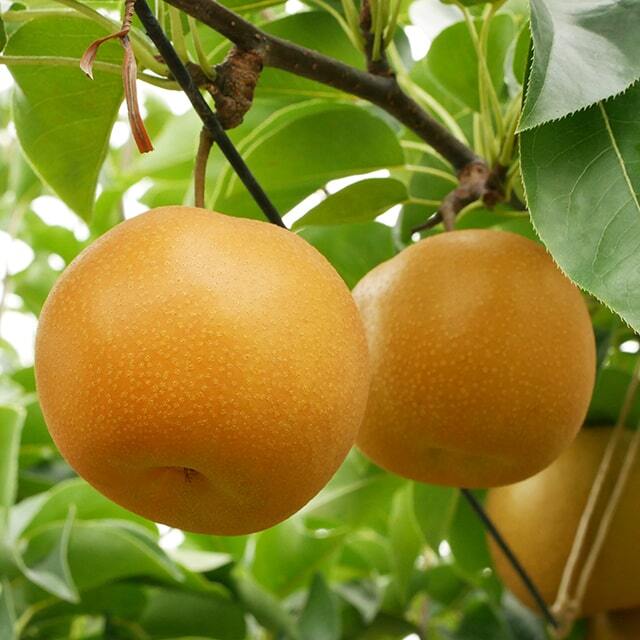 ■優良2年生大苗■ 梨 苗木 【はつまる ［登録品種］】 2年生大苗 接ぎ木