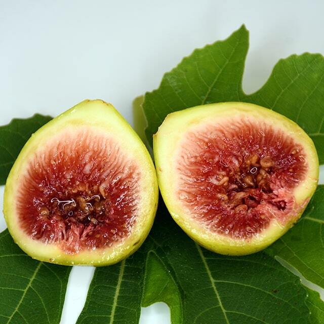 イチジク 苗 【ダルマティ】 1年生 挿し木 ポット苗