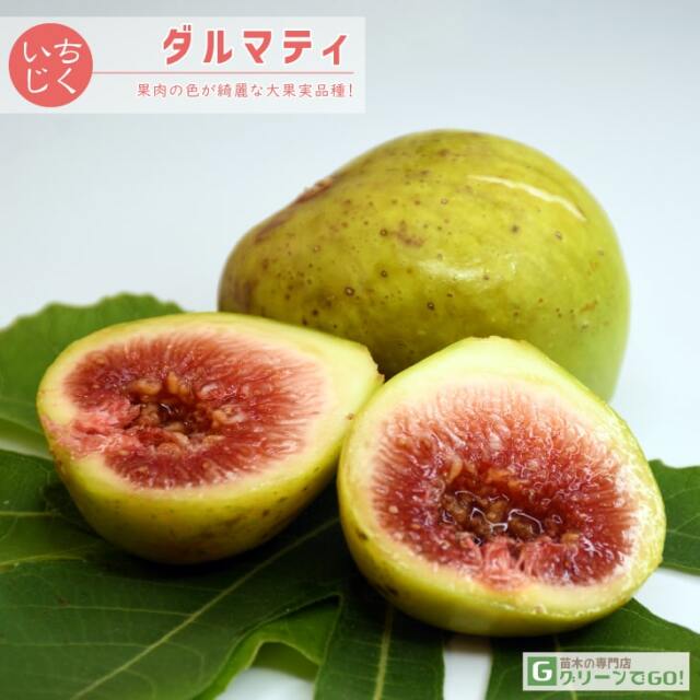 ■優良2年生大苗■ イチジク 苗 【ダルマティ】 2年生 挿し木 ポット苗