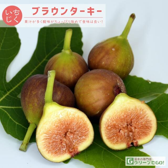 ■優良2年生大苗■ イチジク 苗 【ブラウンターキー】 2年生大苗 挿し木