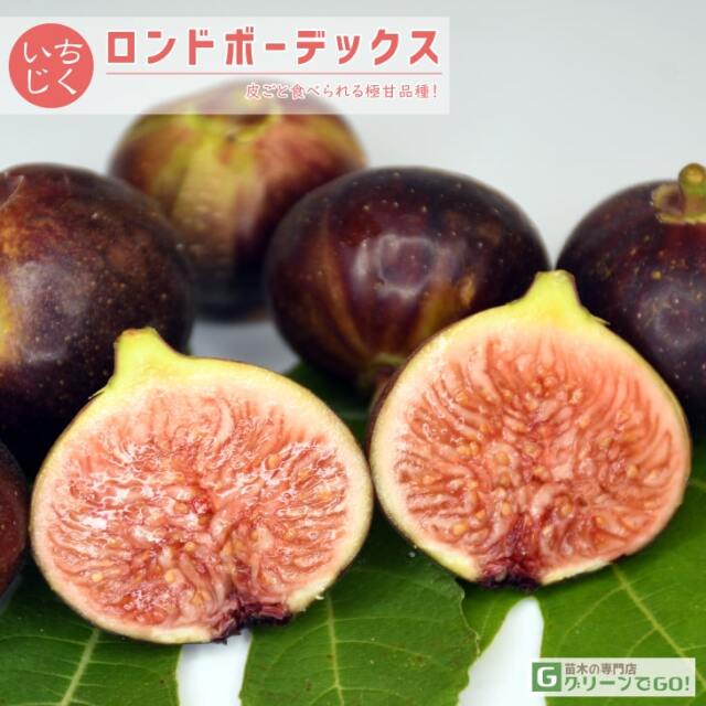 ■優良2年生大苗■ イチジク 苗 【ロンドボーデックス】 2年生 挿し木 ポット苗
