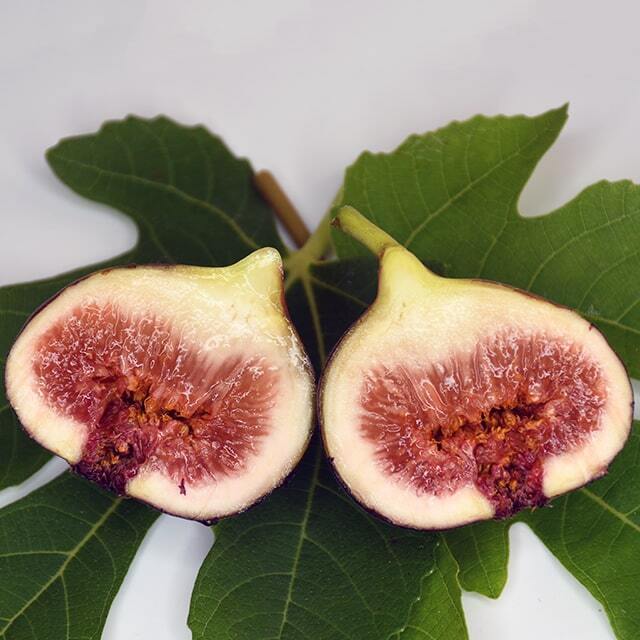 marufuta02】挿木苗 イチジク 専用】挿木苗 イチジク marufuta02】挿木