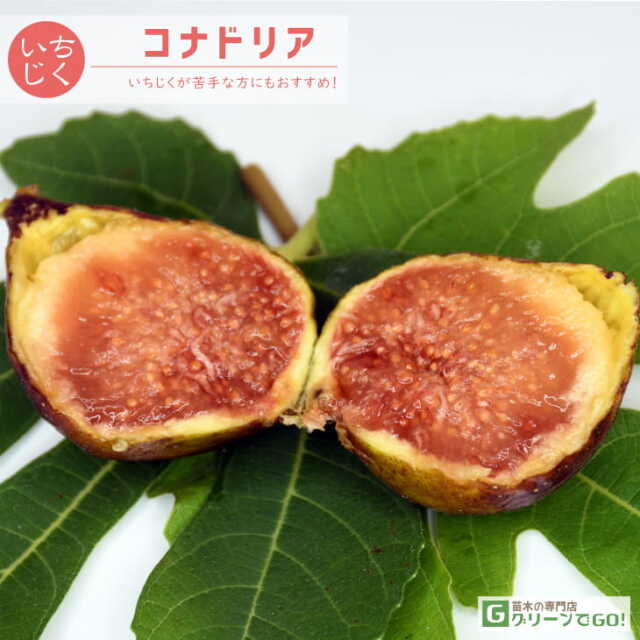 ■優良2年生大苗■ イチジク 苗 【コナドリア】 2年生 挿し木 ポット苗