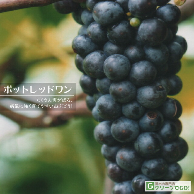 ぶどう 苗木 【ポットレッドワン （R）】 1年生 挿し木 ポット苗