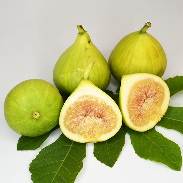 イチジク 苗 【グッドー】 2年生 挿し木 ポット苗