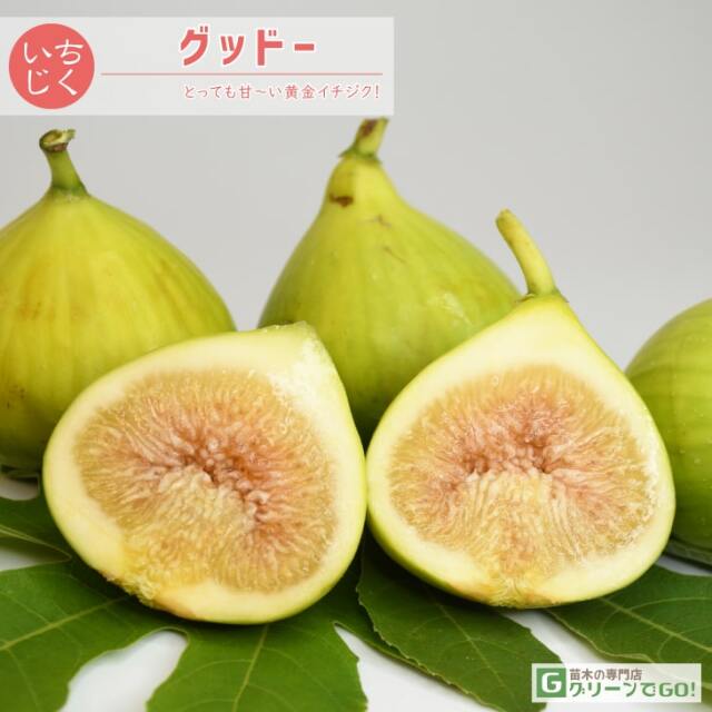 ■優良2年生大苗■ イチジク 苗 【グッドー】 2年生 挿し木 ポット苗