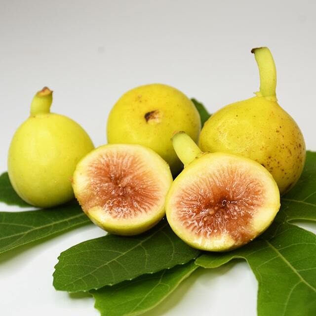 イチジク 苗 【ゴールドファイガー】 1年生 挿し木 ポット苗