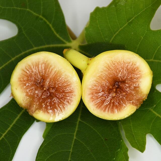 イチジク 苗 【ゴールドファイガー】 1年生 挿し木 ポット苗