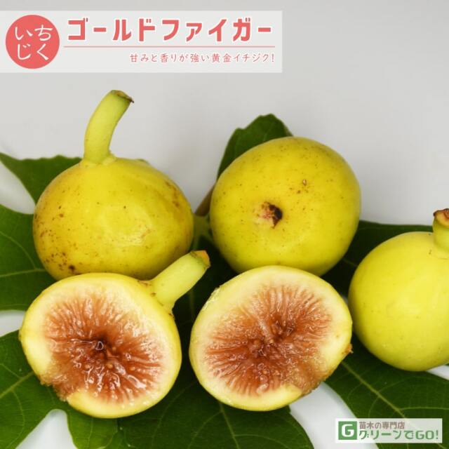 イチジク 苗木の専門店 【グリーンでGO！】