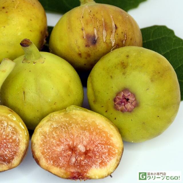 イチジク 苗 【ホワイトイスキア】 1年生 挿し木 ポット苗