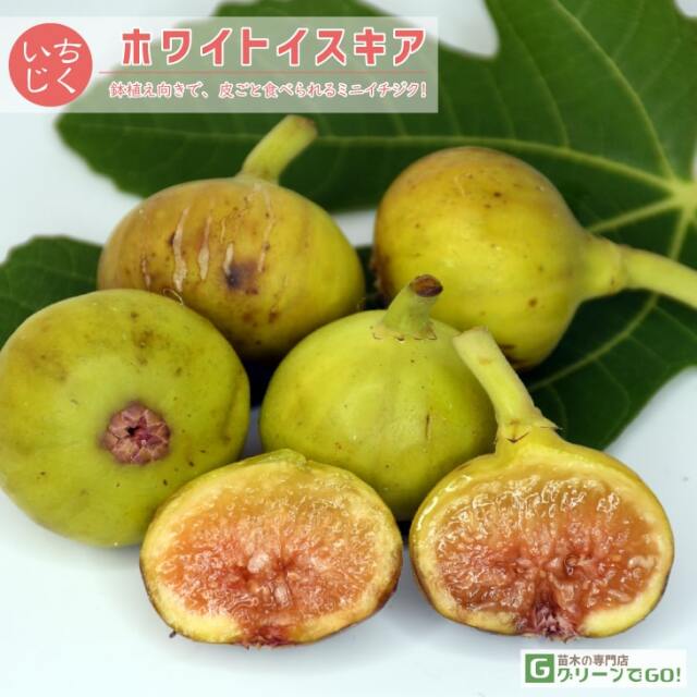 ■優良2年生大苗■ イチジク 苗 【ホワイトイスキア】 2年生 挿し木 ポット苗