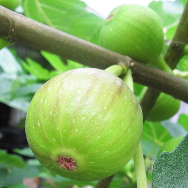 イチジク 苗木の専門店 【グリーンでGO！】