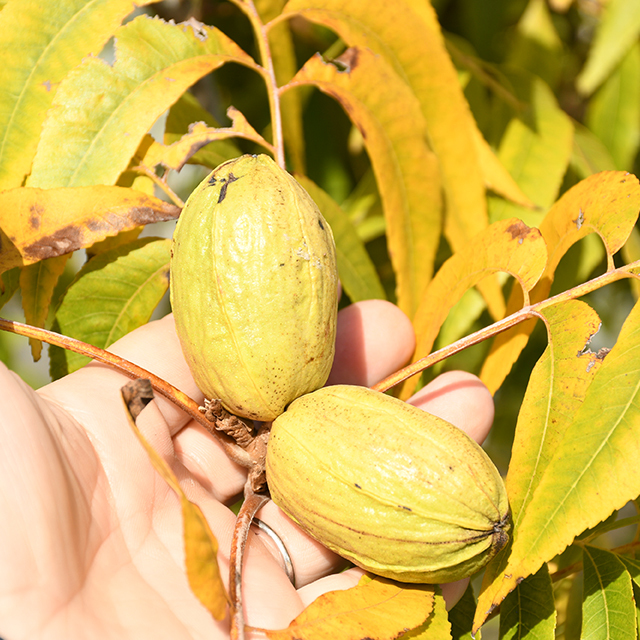 ペカン／チェロキーの実