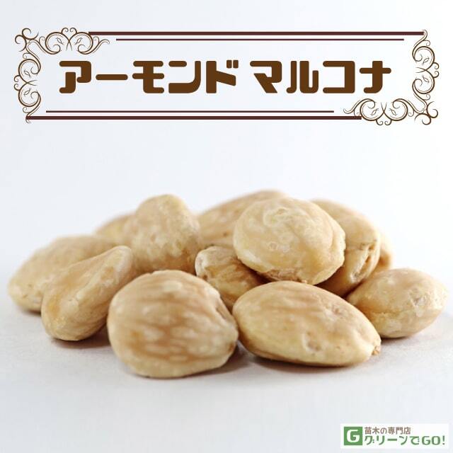 アーモンド 苗木 【マルコナ】 2年生 接ぎ木苗