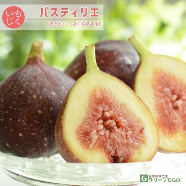 イチジク 苗 【パスティリエ】 2年生 挿し木 ポット苗