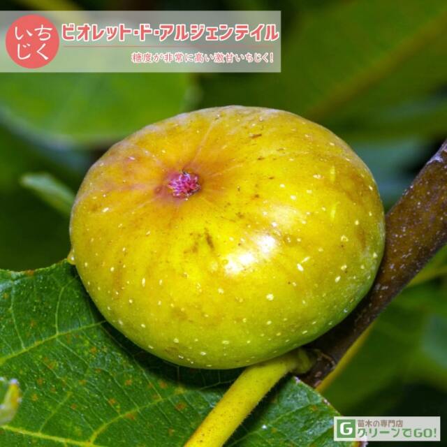 イチジク 苗 【ビオレット・ド・アルジェンテイル】 1年生 挿し木 ポット苗