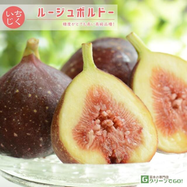 イチジク 苗 【ルージュボルドー】 1年生 挿し木 ポット苗