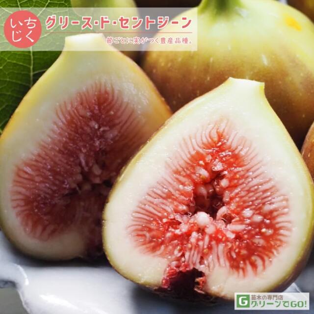 イチジク 苗木の専門店 【グリーンでGO！】