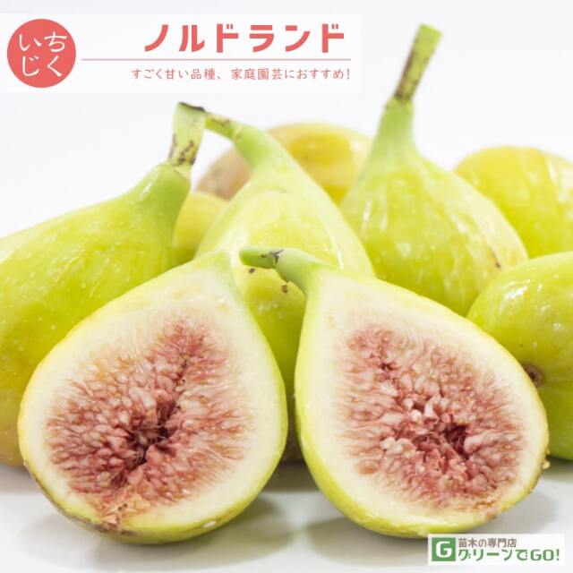 イチジク 苗 【ノルドランド】 1年生 挿し木 ポット苗